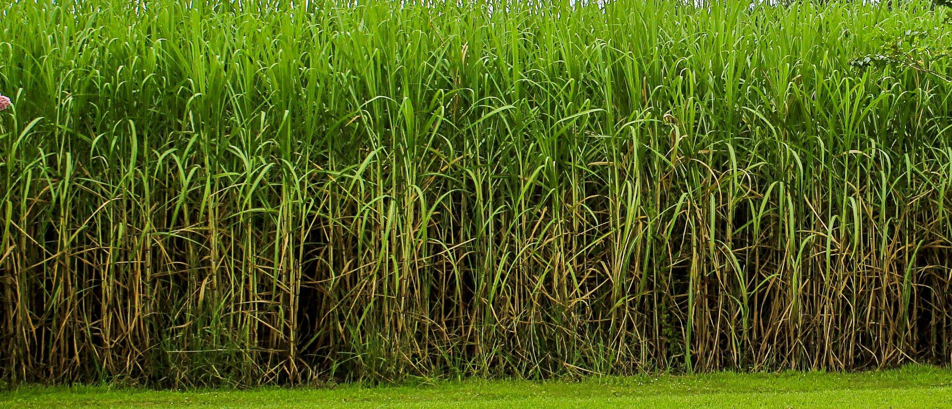 granulated single super phosphate crop